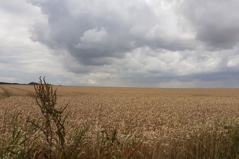 Getreidefeld gegenüber Haus Havixbeck