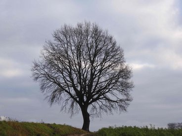 Markanter Einzelbaum
