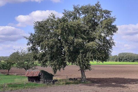 Baumstimmung westlich Kanal Schober